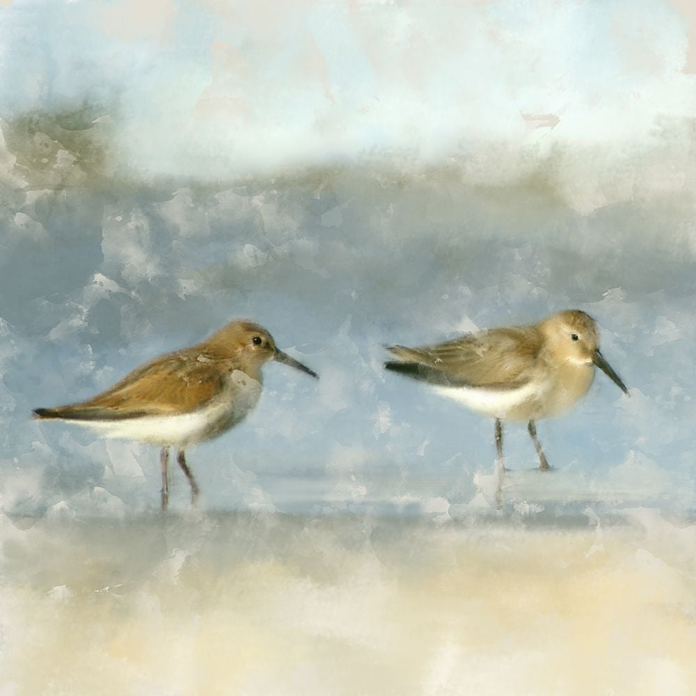 Sandpipers Poster Print by Kimberly Allen-VARPDXKASQ2063 Image 1