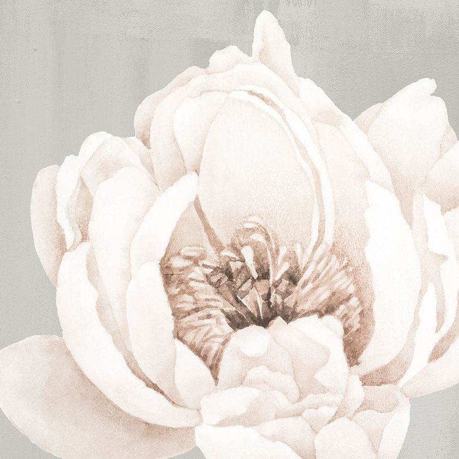 Neutral Peony 1 Poster Print by Kimberly Allen-VARPDXKASQ2141A Image 1