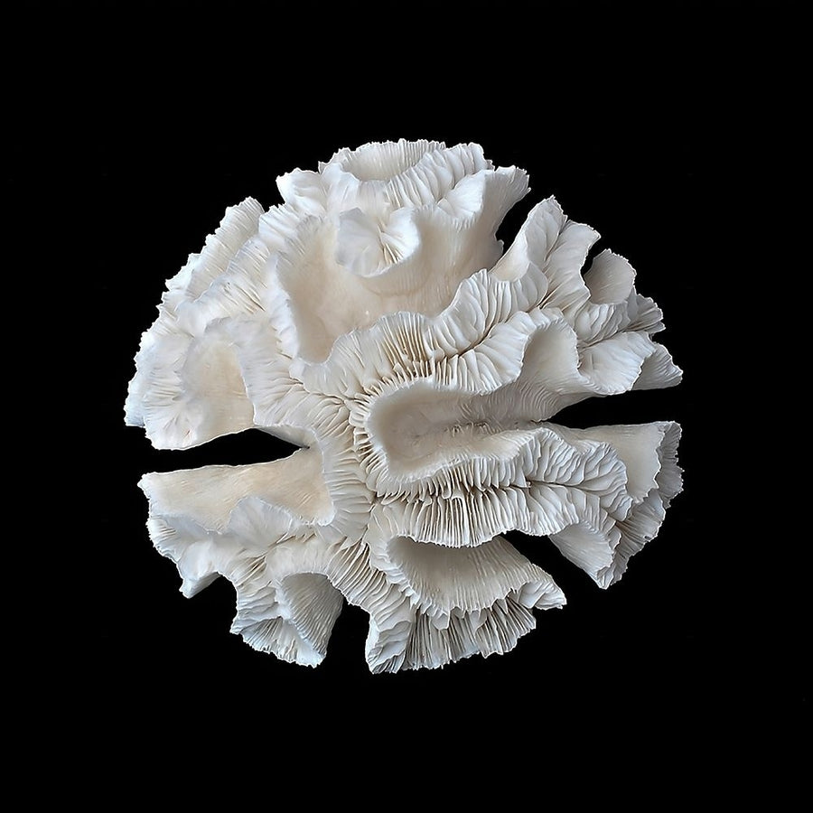 White Coral I by Urban Road-VARPDXURP798 Image 1