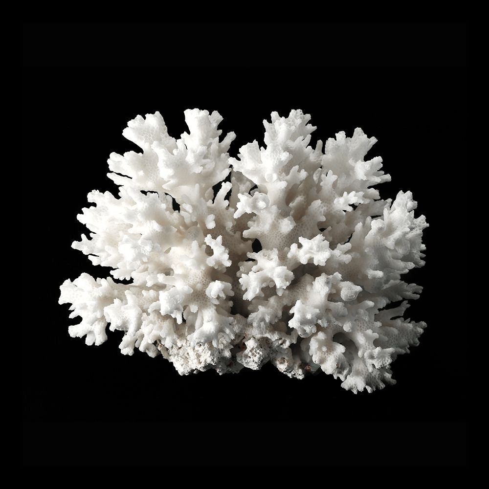 White Coral II by Urban Road-VARPDXURP799 Image 1