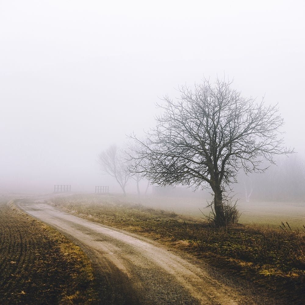 Lonely Tree In The Mist Poster Print - Igor Vitomirov-VARPDXV810D Image 1