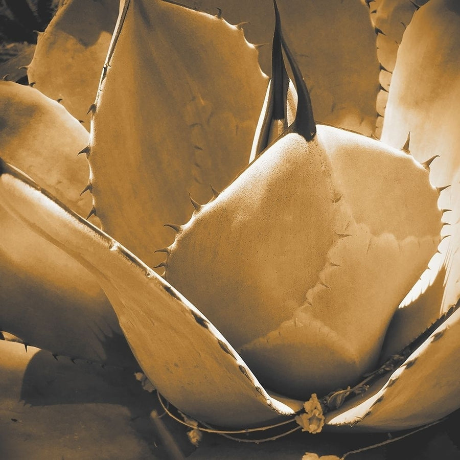 Mescal Agave: Sepia Poster Print by William Tenoever-VARPDXWJTABS00133 Image 1