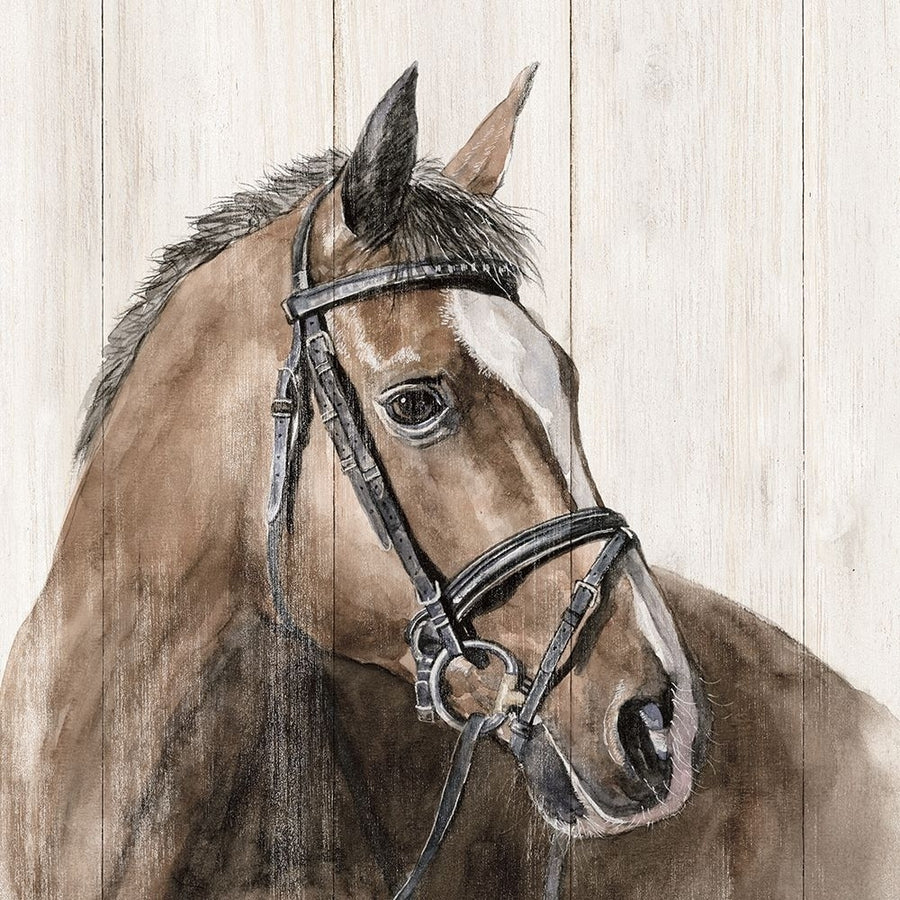 Horse Portrait Poster Print - White Ladder-VARPDXWL171 Image 1