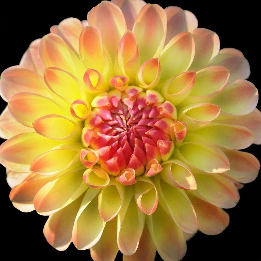 Dahlia 27 Poster Print by Suzanne Foschino-VARPDXZFSQ187B Image 1