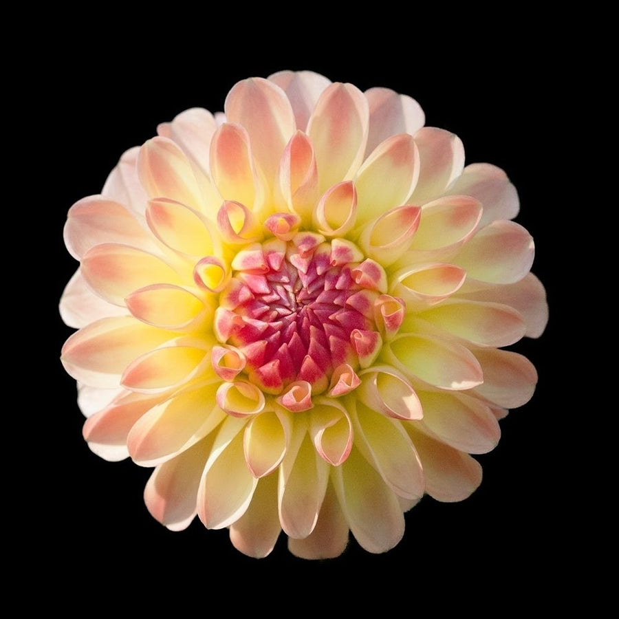 Dahlia 2 Poster Print by Suzanne Foschino-VARPDXZFSQ186B Image 1