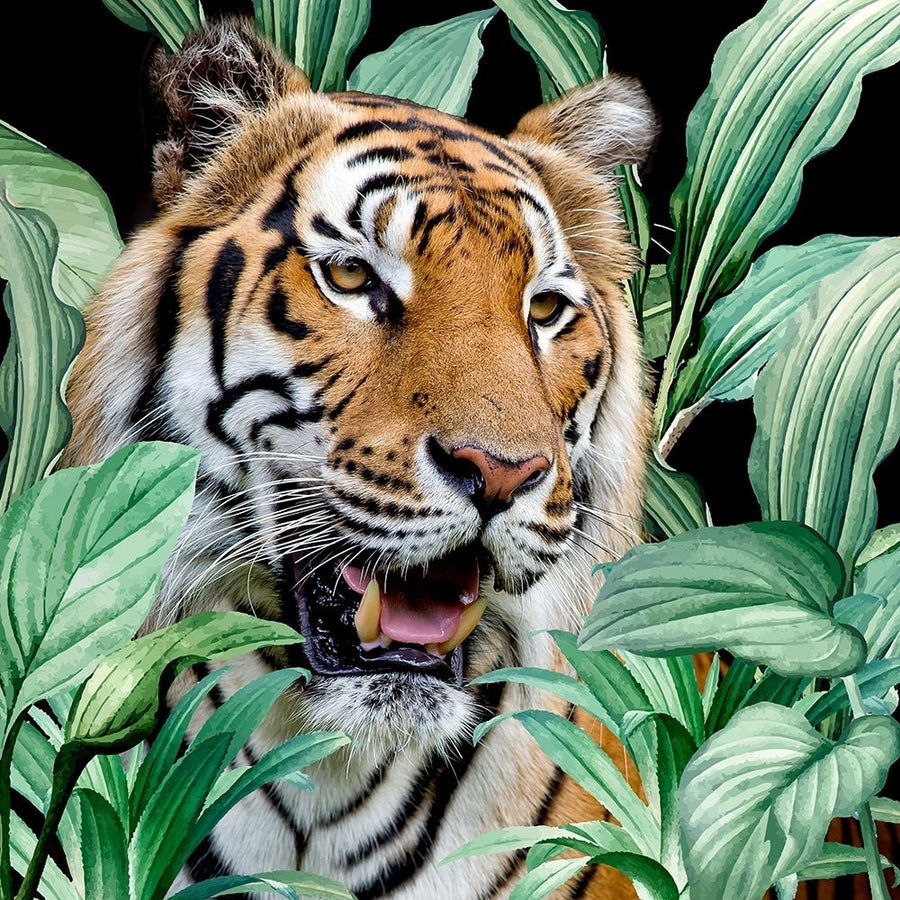 Jungle Tiger Poster Print - Kimberly Allen-VARPDXKASQ3198B Image 1