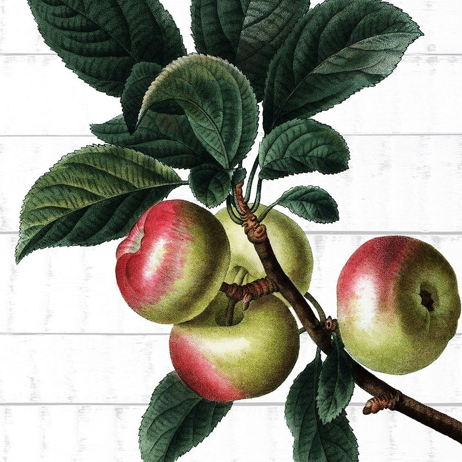 Picking Fruit 3 Poster Print - Kimberly Allen-VARPDXKASQ3437C Image 1