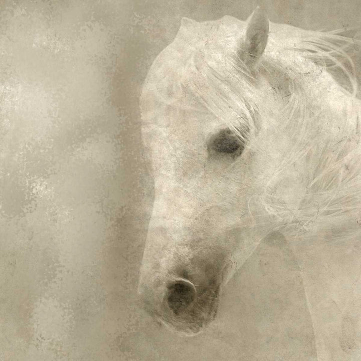 White Mane Poster Print by Kimberly Allen-VARPDXKASQ448A Image 2