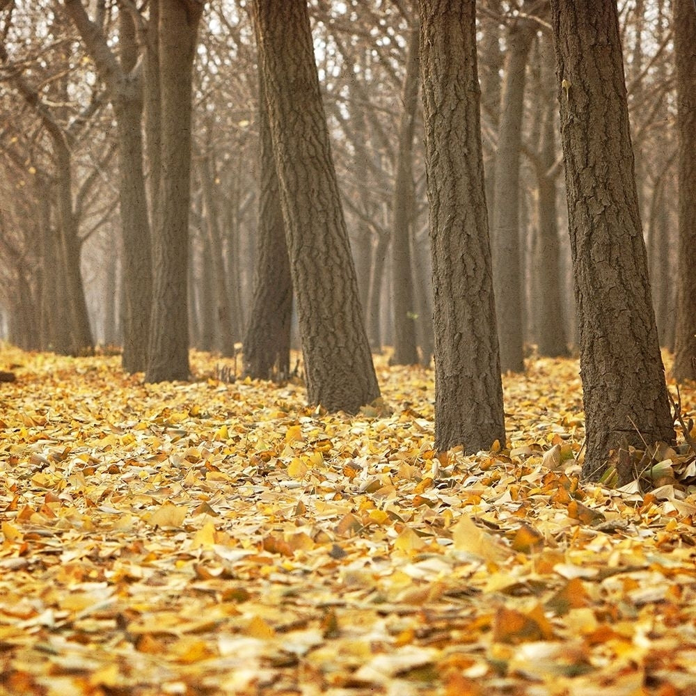 Forest Floor 2 Poster Print by Allen Kimberly-VARPDXKASQ682B Image 1