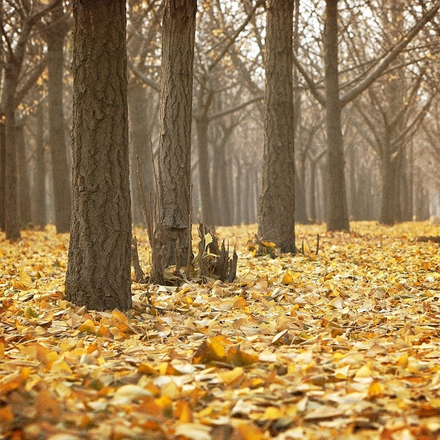 Forest Floor 1 Poster Print by Allen Kimberly-VARPDXKASQ682A Image 1