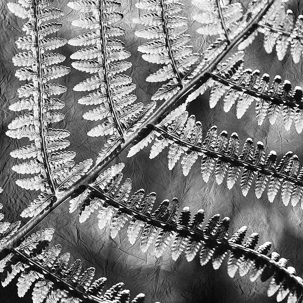 Silver Fern 3 Poster Print by Allen Kimberly-VARPDXKASQ711C Image 1