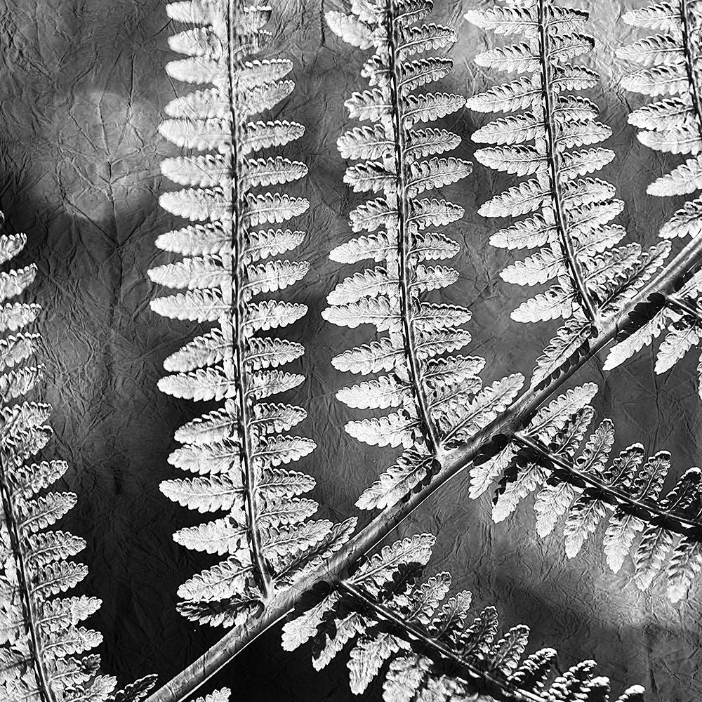 Silver Fern 1 Poster Print by Allen Kimberly-VARPDXKASQ711A Image 1