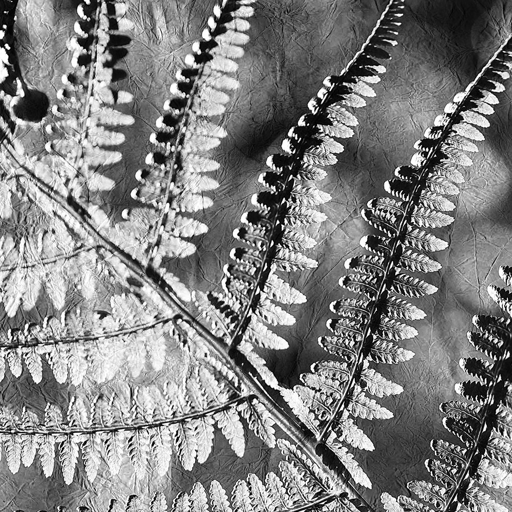 Silver Fern 2 Poster Print by Allen Kimberly-VARPDXKASQ711B Image 1