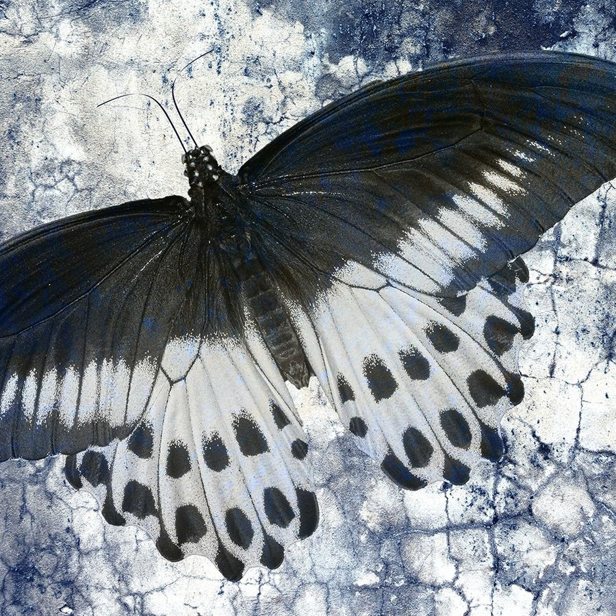 Butterfly Blues 1 Poster Print by Kimberly Allen-VARPDXKASQ930A Image 1