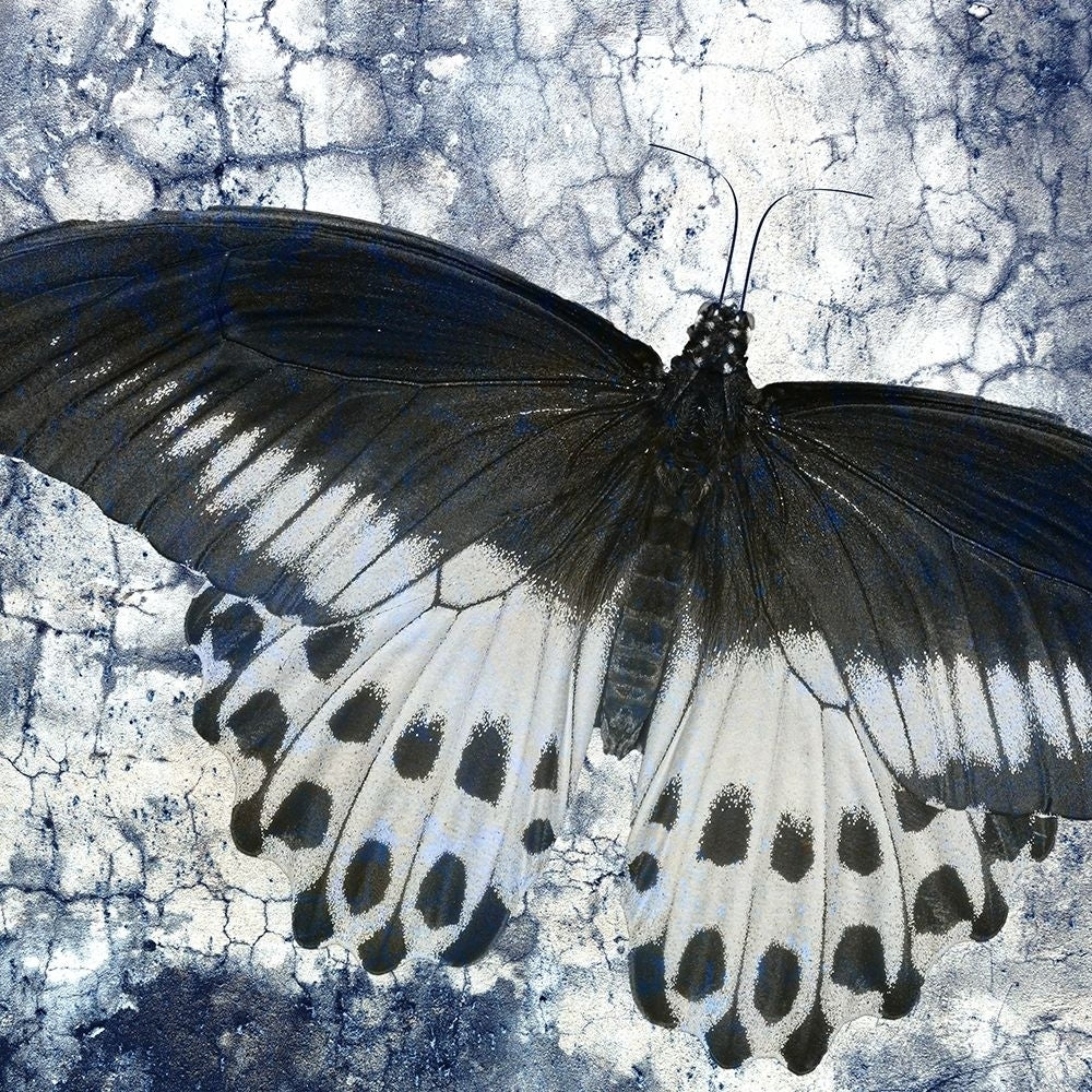 Butterfly Blues 2 Poster Print by Kimberly Allen-VARPDXKASQ930B Image 1