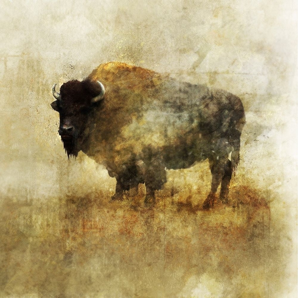 Peaceful Bison II Poster Print by Ken Roko-VARPDXKX021A Image 1