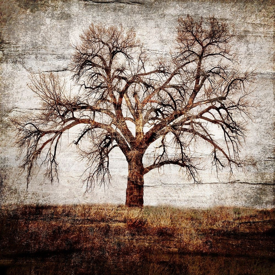 Cottonwood Tree Part 01 Poster Print - LightBoxJournal-VARPDXLIGBOX175535 Image 1