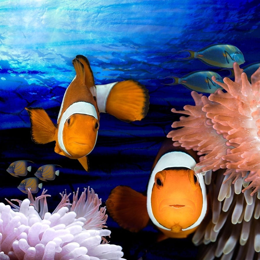 Sea Creatures_Clown Fish Poster Print - LightBoxJournal-VARPDXLIGBOX201425 Image 1