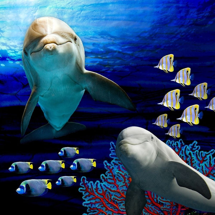 Sea Creatures_Dolphines 2 Poster Print - LightBoxJournal-VARPDXLIGBOX201427 Image 1