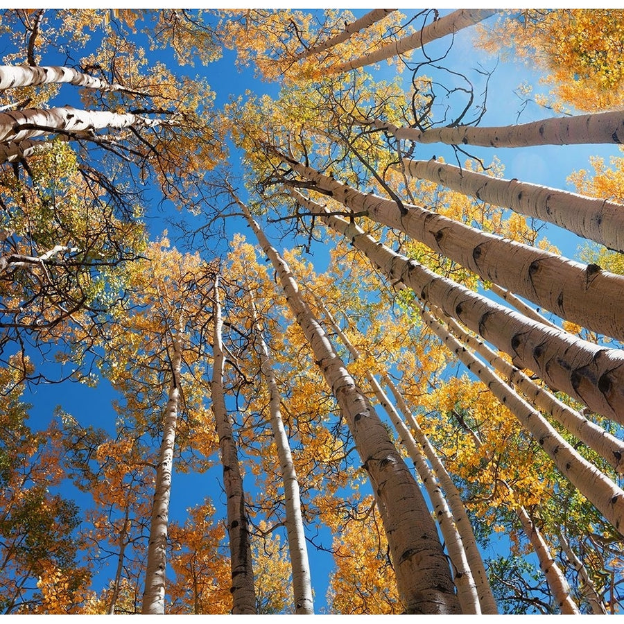 Looking up Aspens Poster Print - Lena Owens-VARPDXLO0187 Image 1