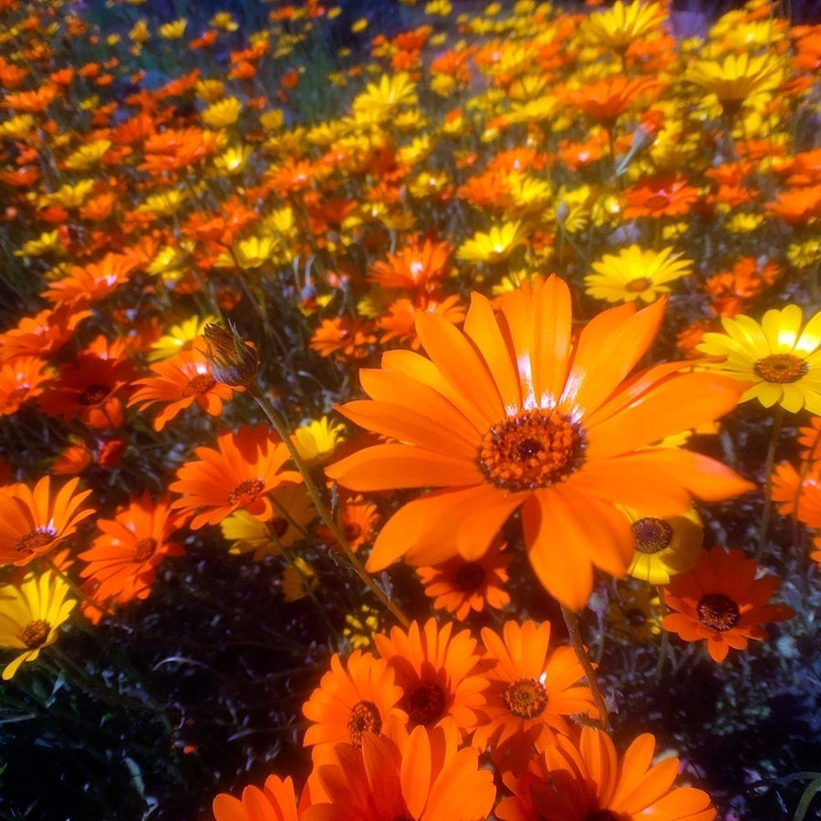 Wildflower Field I Poster Print by Grayscale Grayscale-VARPDXMJMFLO00058 Image 1