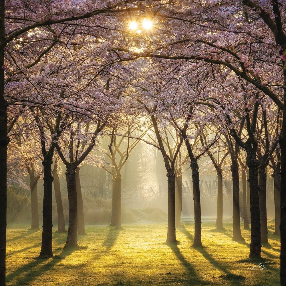 Cherry Trees in Morning Light II Poster Print - Martin Podt-VARPDXMPP799 Image 1