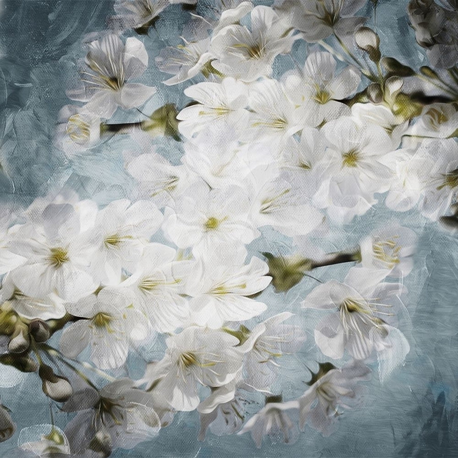 White Flowers With Blue Poster Print by Mlli Villa-VARPDXMVSQ374A Image 1