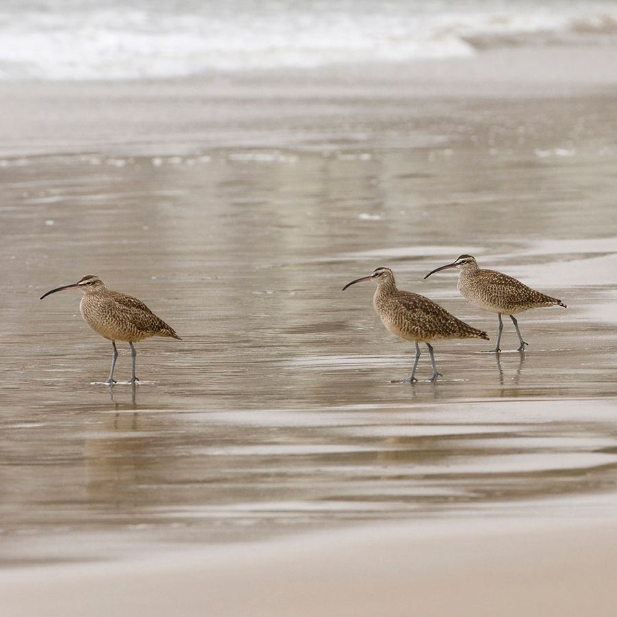 USA CA Pismo Beach Whimbrels Poster Print - Trish Drury-VARPDXNA02TDR0006 Image 1