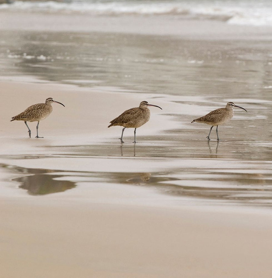 USA CA Pismo Beach Whimbrels Poster Print - Trish Drury-VARPDXNA02TDR0007 Image 1