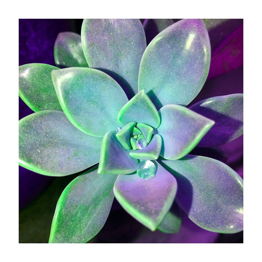 Succulent Dawn 3 Poster Print by Debbie Pearson-VARPDXPDSQ004C Image 1