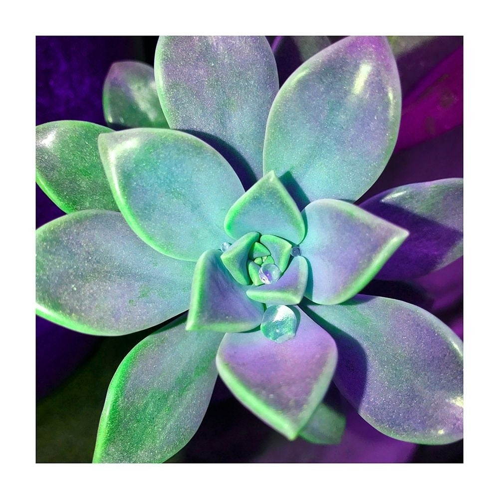 Succulent Dawn 3 Poster Print by Debbie Pearson-VARPDXPDSQ004C Image 2