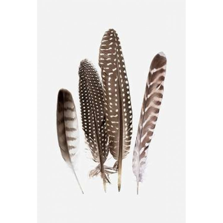 Feathers II Poster Print by PI Studio -VARPDXPG055A Image 2