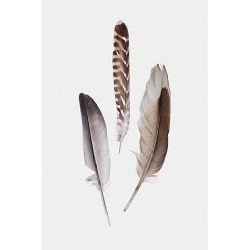 Feathers III Poster Print by PI Studio -VARPDXPG056A Image 2