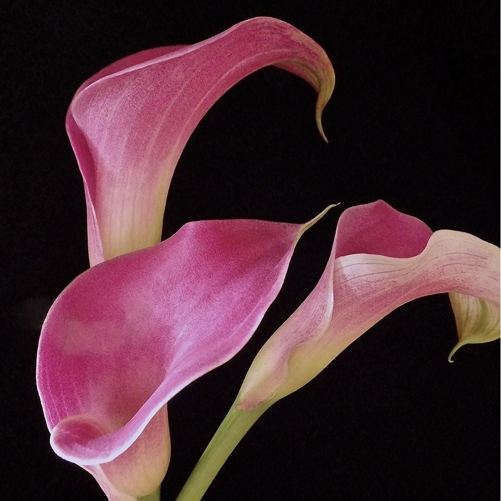 Pink Calla Lilies II Poster Print by Monika Burkhart-VARPDXPSBHT483 Image 1