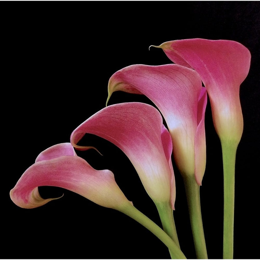 Pink Calla Lilies I Poster Print by Monika Burkhart-VARPDXPSBHT482 Image 1