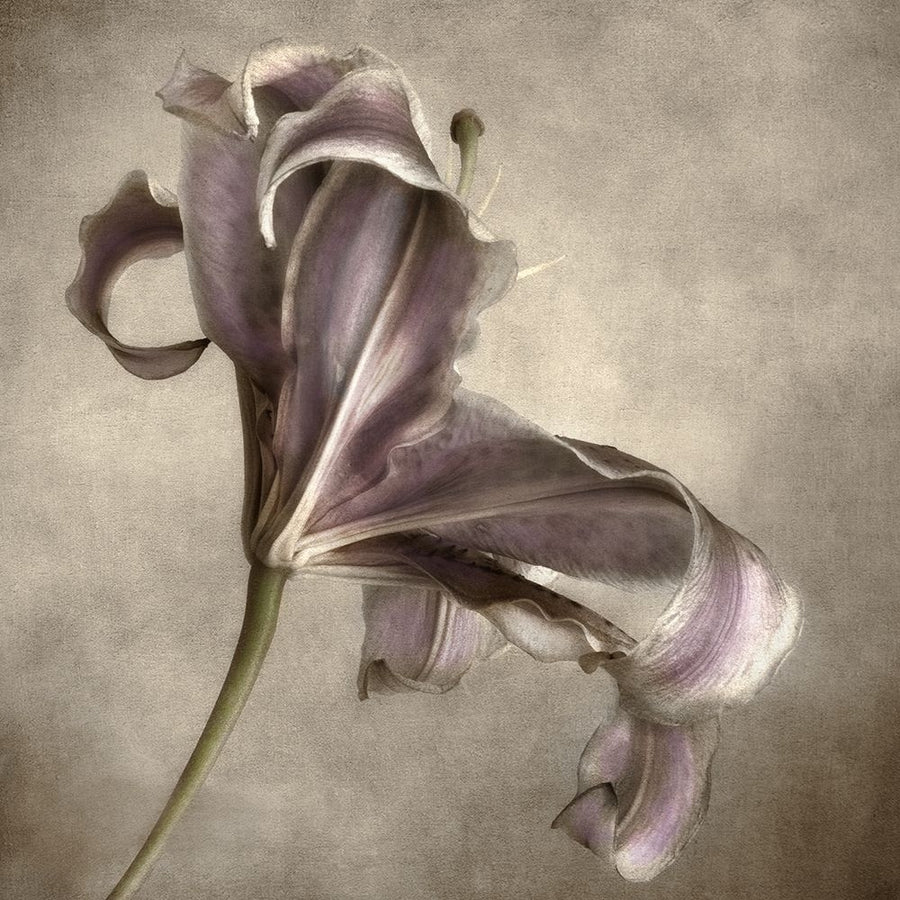 Purple Lily 2 Poster Print by Dianne Poinski-VARPDXQPDSQ005A Image 1