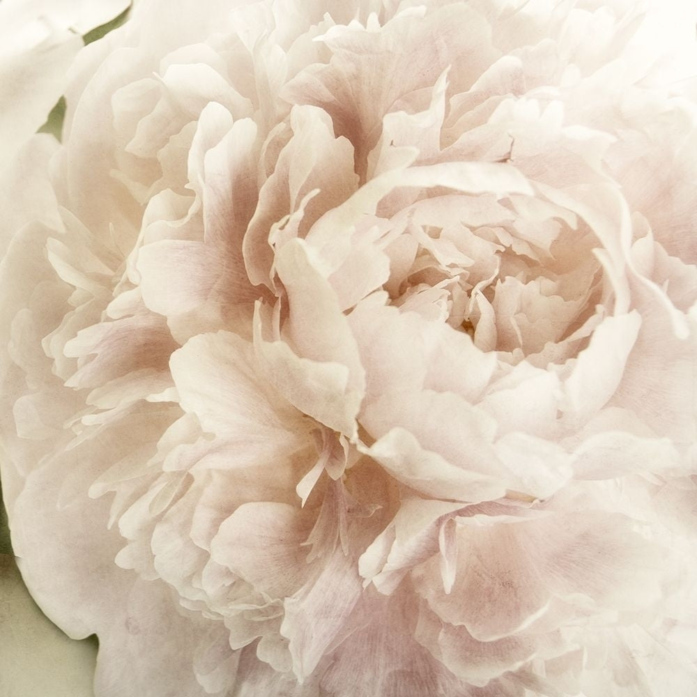 Peony 2 Poster Print by Dianne Poinski-VARPDXQPDSQ003B Image 1