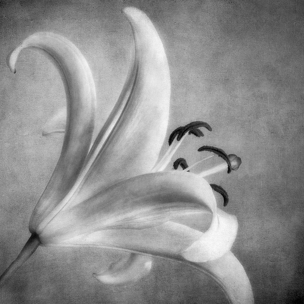 Black and White Lily 5 Poster Print by Dianne Poinski-VARPDXQPDSQ005D1 Image 1