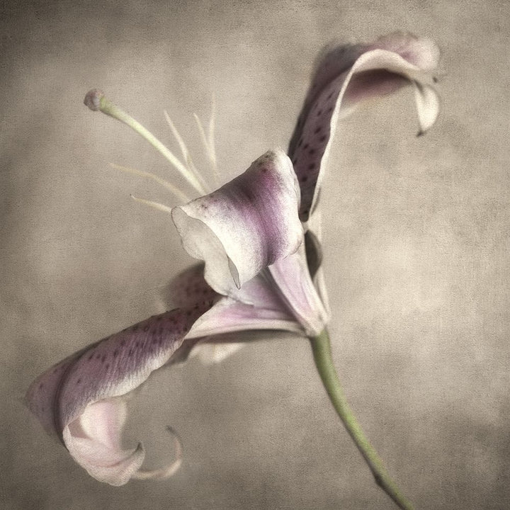 Purple Lily 3 Poster Print by Dianne Poinski-VARPDXQPDSQ005B Image 2