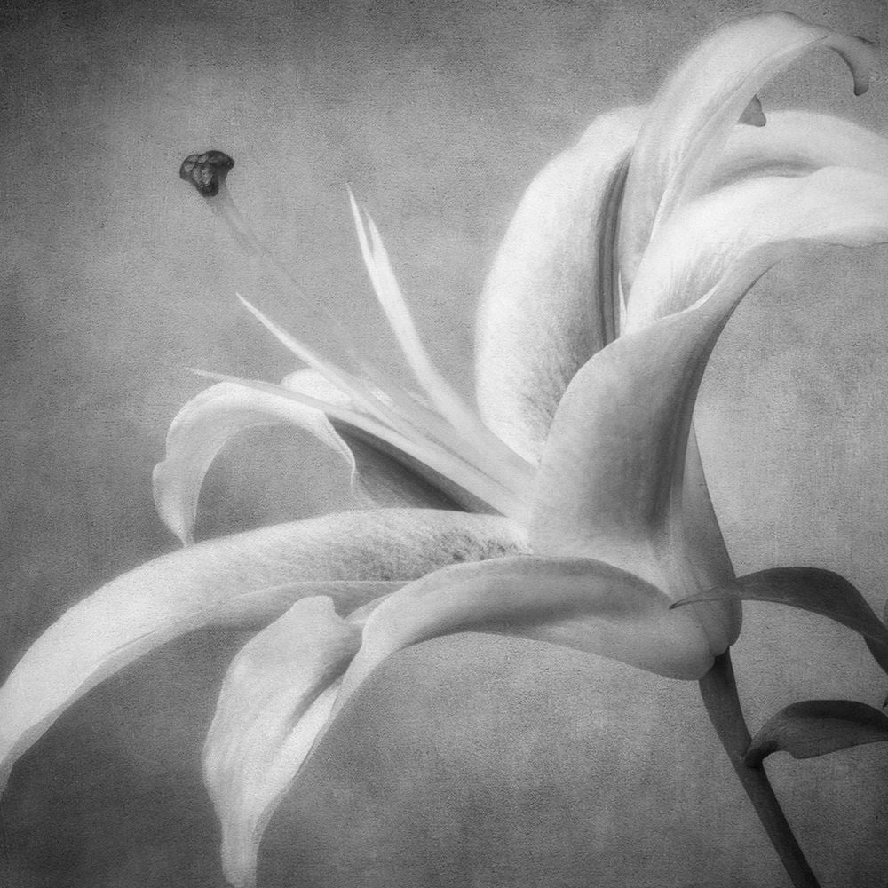 Black and White Lily 4 Poster Print by Dianne Poinski-VARPDXQPDSQ005C1 Image 1