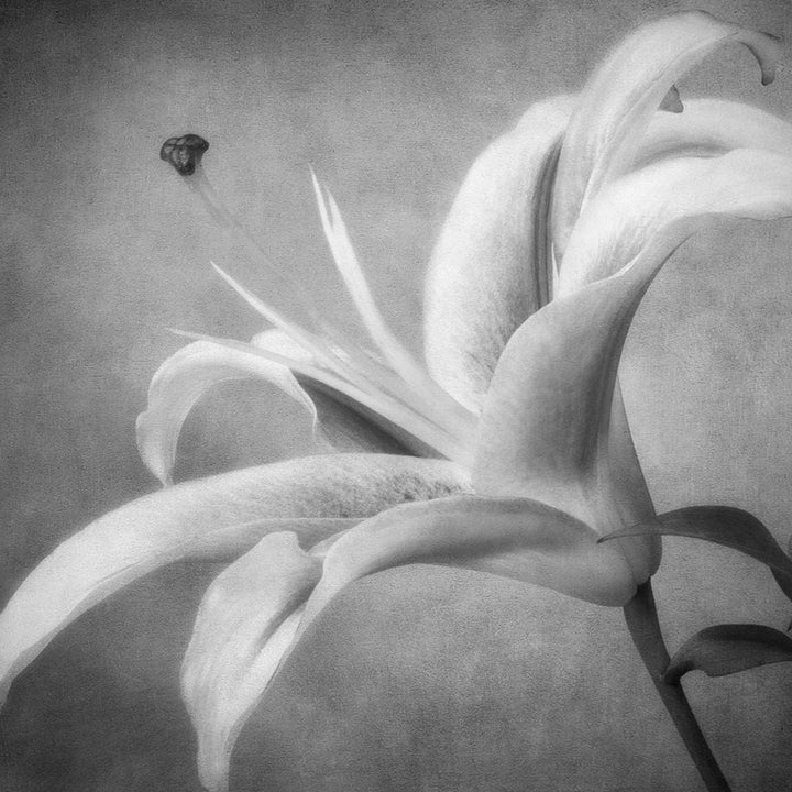 Black and White Lily 4 Poster Print by Dianne Poinski-VARPDXQPDSQ005C1 Image 1