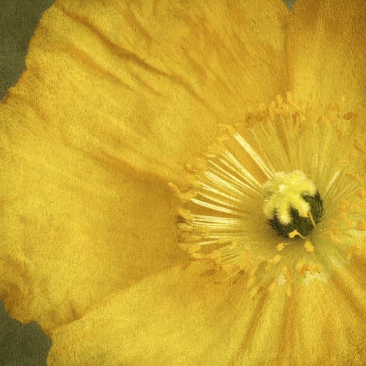 Yellow Poppy 2 Poster Print by Dianne Poinski-VARPDXQPDSQ007B Image 2