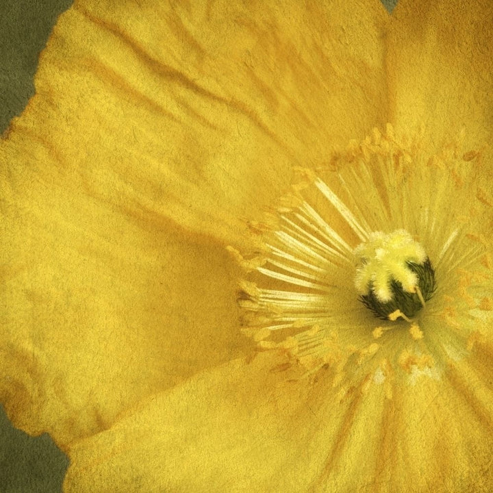 Yellow Poppy 2 Poster Print by Dianne Poinski-VARPDXQPDSQ007B Image 1