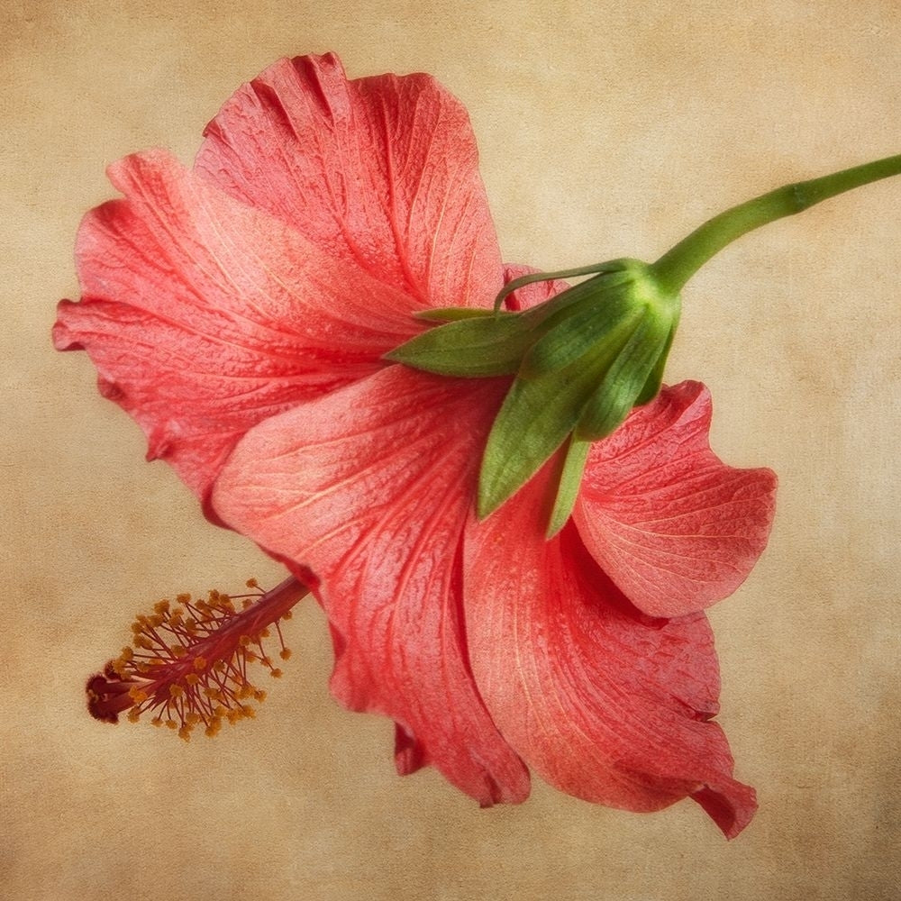 Hibiscus 101 Poster Print by Dianne Poinski-VARPDXQPDSQ009A Image 2