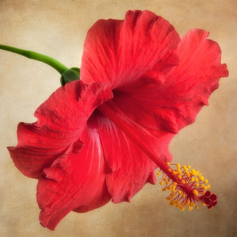 Hibiscus 102 Poster Print by Dianne Poinski-VARPDXQPDSQ009B Image 2