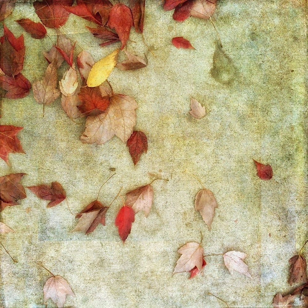 Fall Leaves 2 Poster Print by Dianne Poinski-VARPDXQPDSQ033B Image 2