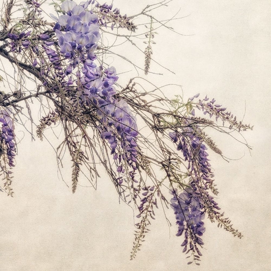 Wisteria Poster Print by Dianne Poinski-VARPDXQPDSQ041 Image 1