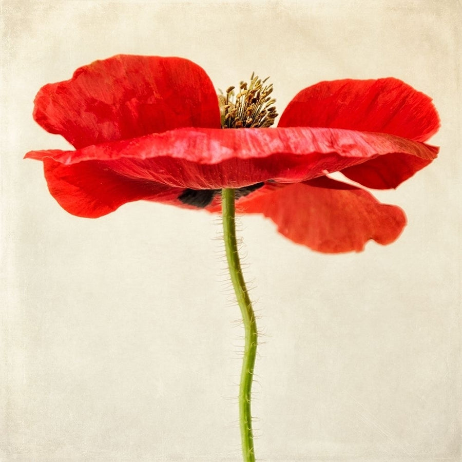 Red Poppy 2 Poster Print by Dianne Poinski-VARPDXQPDSQ047B Image 1