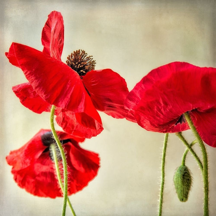 Red Poppies 1 Poster Print by Dianne Poinski-VARPDXQPDSQ047A Image 1