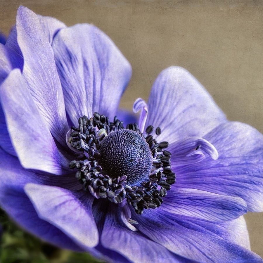 Spring Anemone IV Poster Print by Dianne Poinski-VARPDXQPDSQ064C Image 1